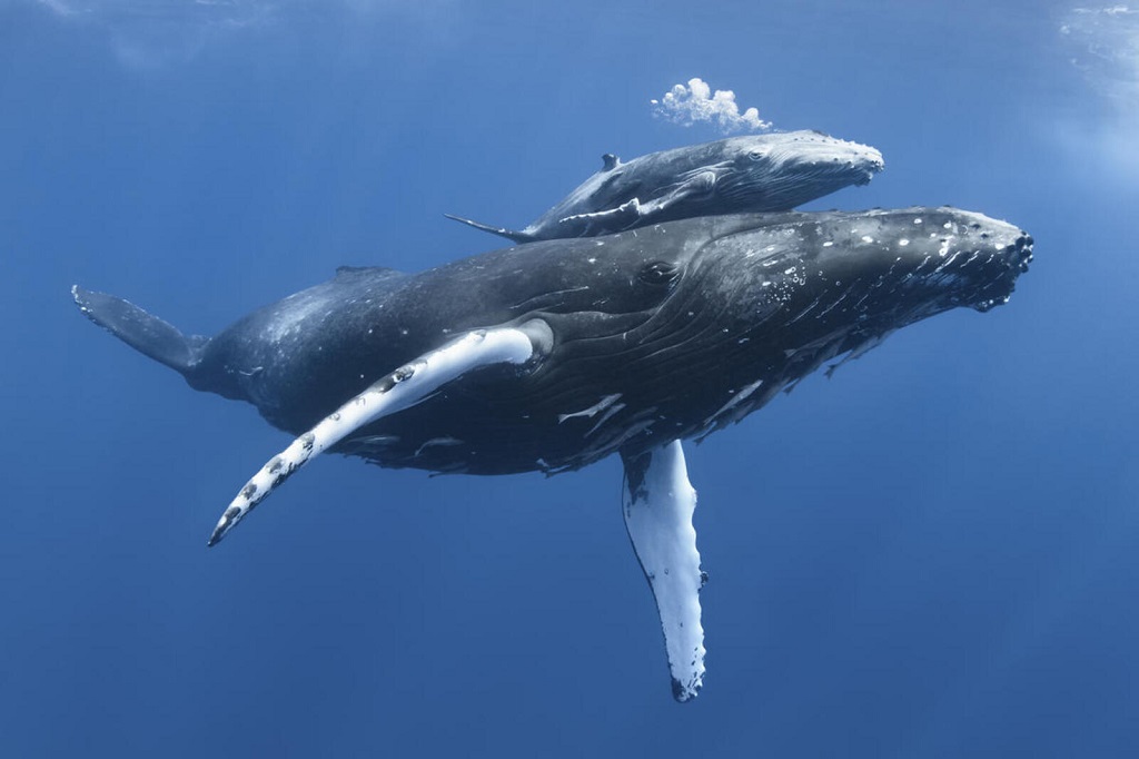 Humpback Whale