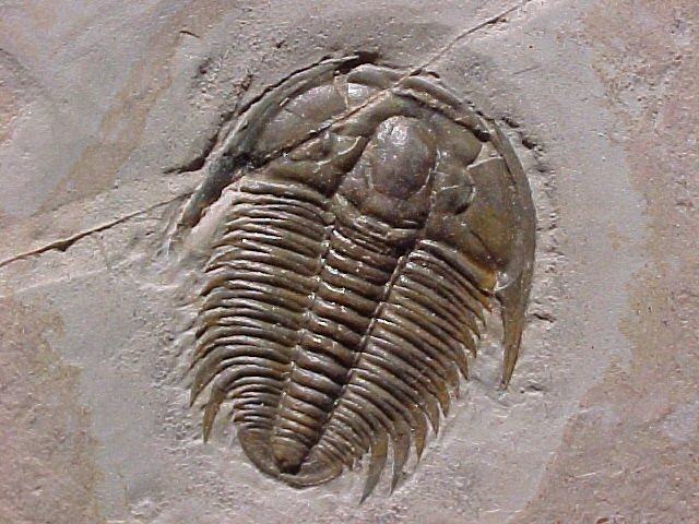 Trilobite